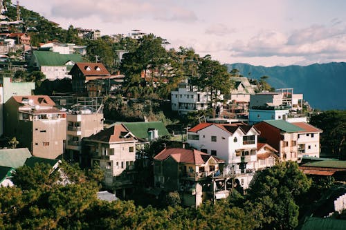 Trees in Town on Hill