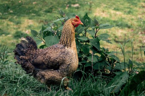 Free Close-up of a hen in a green field in Cajamarca, Peru. Ideal for nature and animal photography. Stock Photo