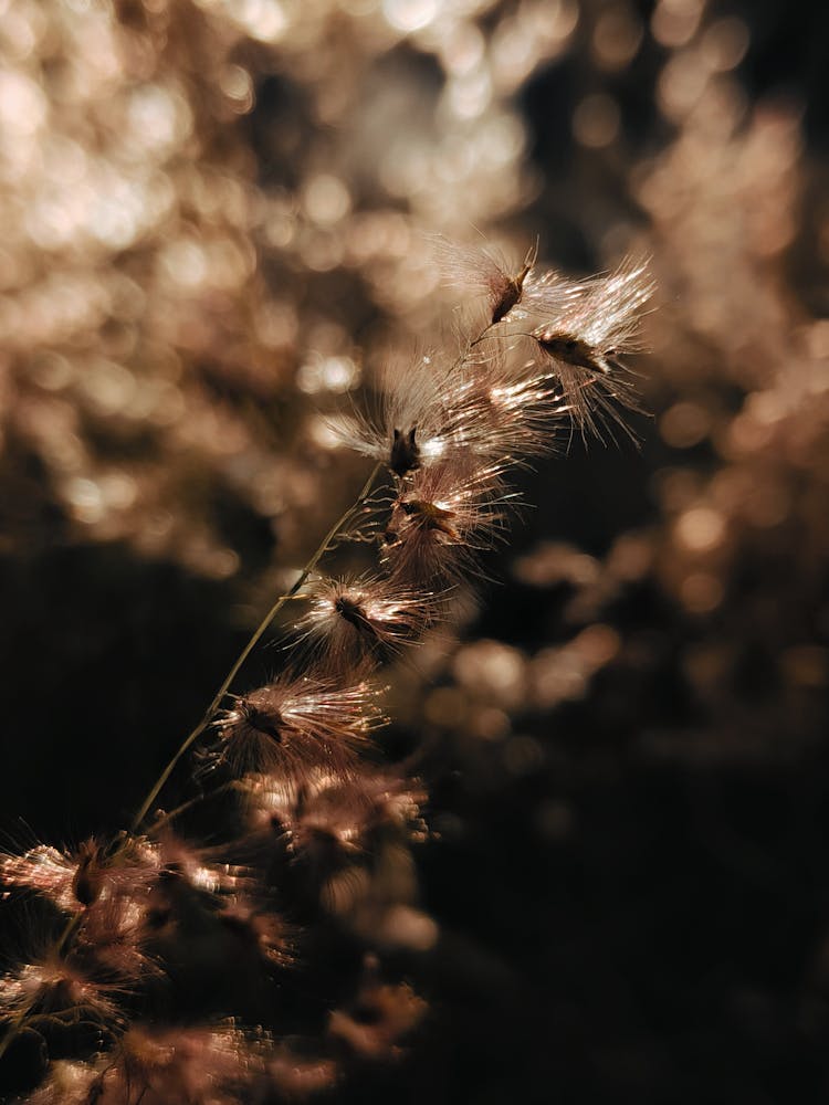 Close-up Of A Dry Wild Plant 