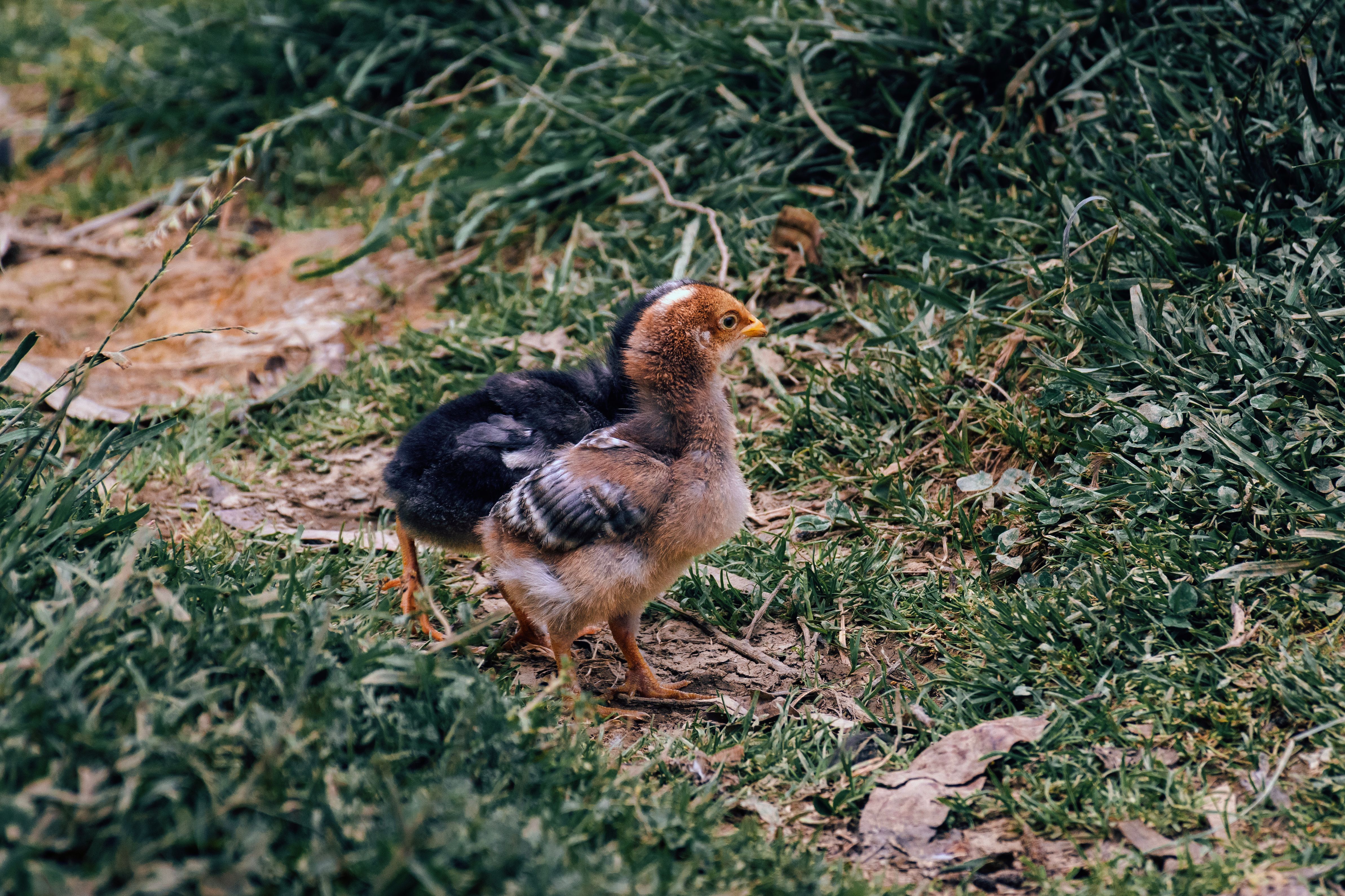 Fotomural Dos pollitos jóvenes vagan por la hierba en Cajamarca, Perú.