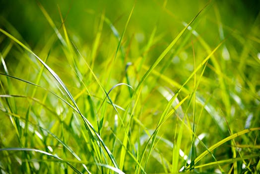 Green Grass Macro Photography