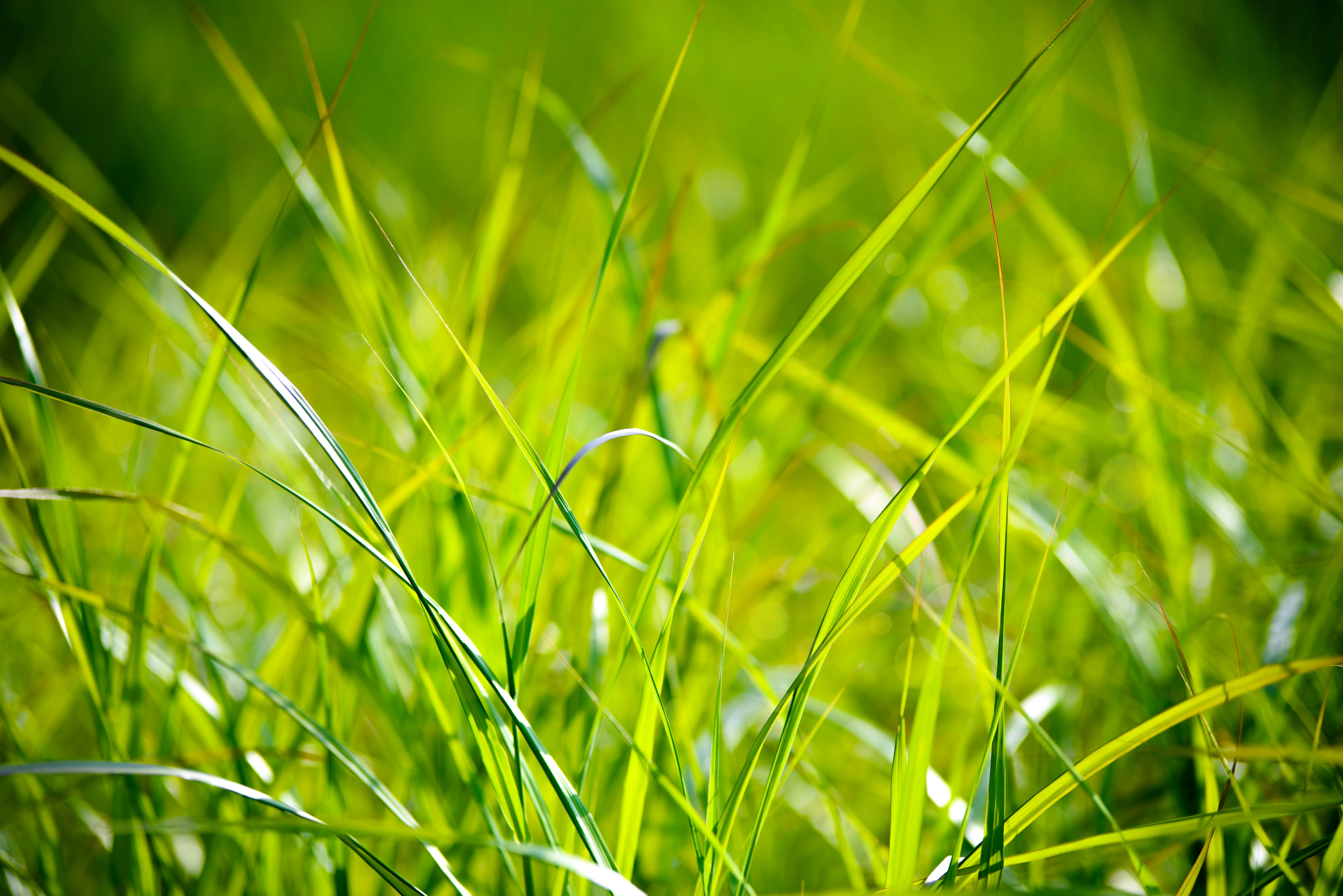 Green Grass · Free Stock Photo
