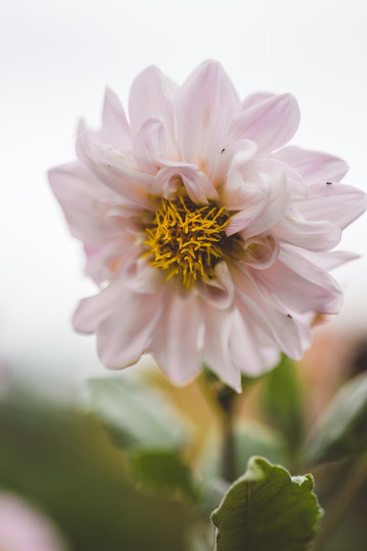 Close Up Of White Flower