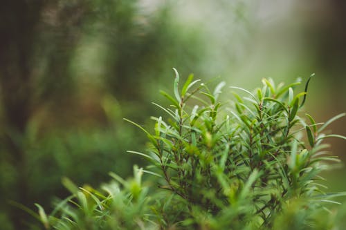 Close-up of Grass 