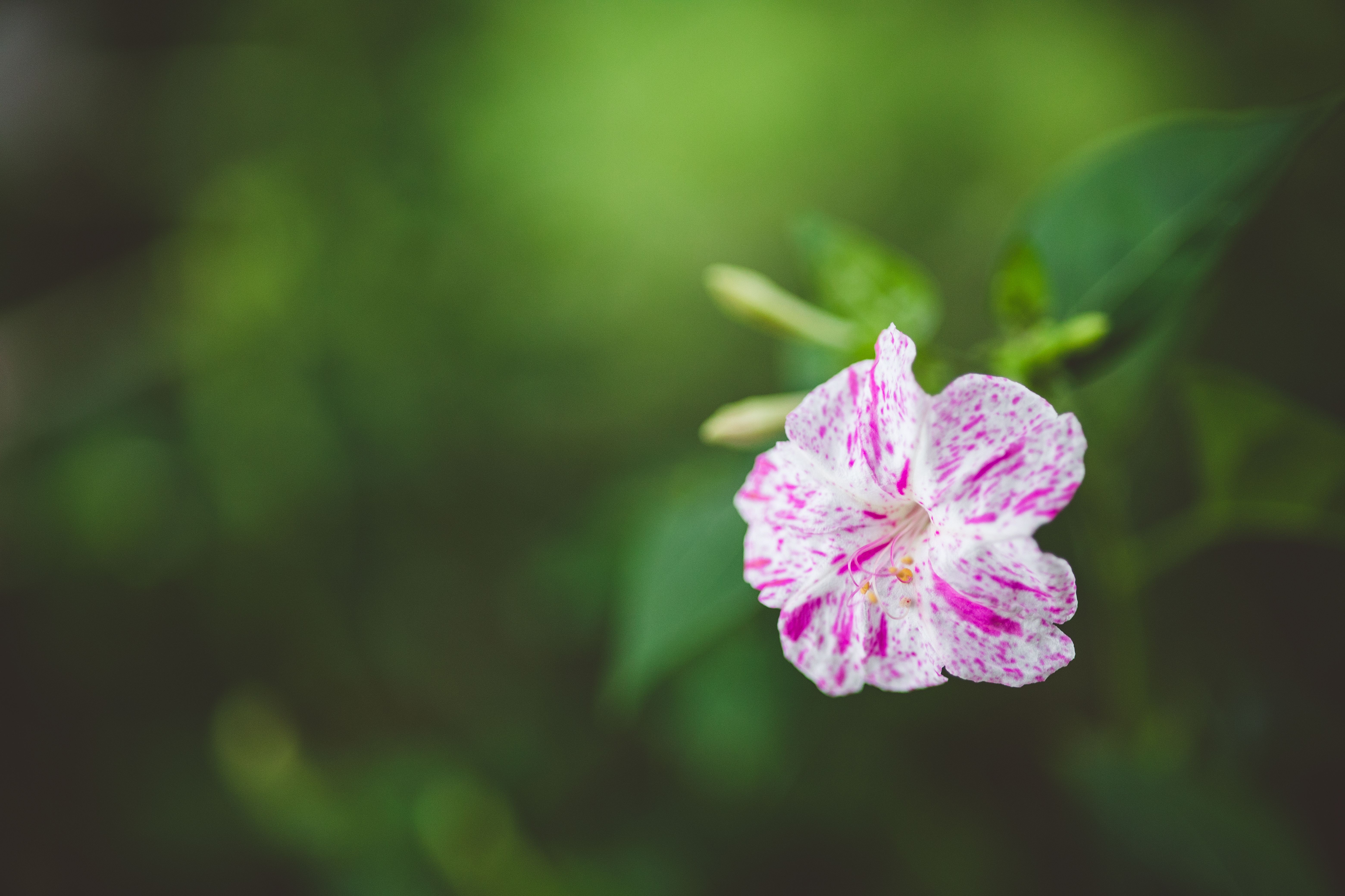 Four O'Clock Flower