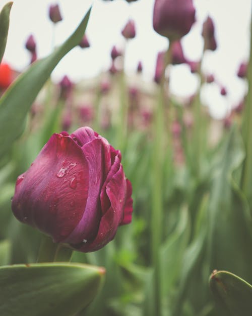 Pink Tulips on a Field