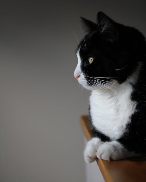 Close-up of a Black and White Cat Lying on a Piece of Furniture 