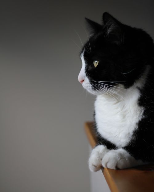 Free A close-up of a cute black and white cat lying on furniture indoors. Stock Photo