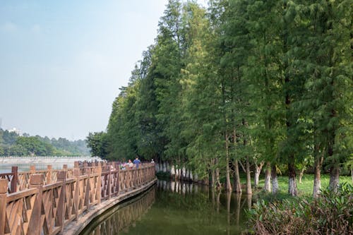 Wooden Bridge in Water near Green Park