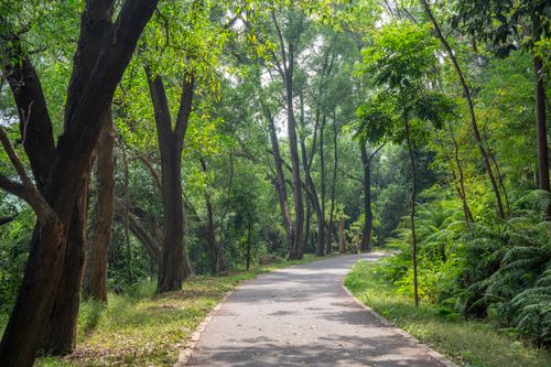 Free Tranquil park pathway surrounded by tall trees and vibrant foliage on a sunny summer day. Stock Photo