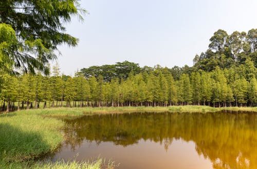 Darmowe zdjęcie z galerii z drzewa, jezioro, krajobraz