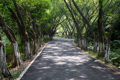 Free A tranquil pathway shaded by arching trees, ideal for a peaceful walk in nature. Stock Photo