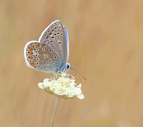 Common Female Blue Butterfly