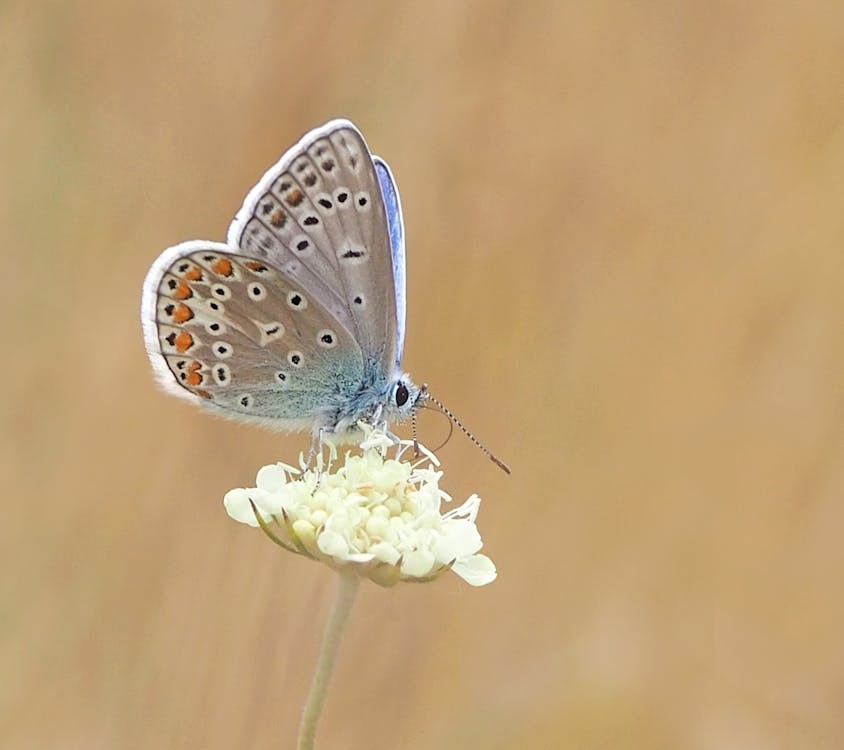 一般的な女性の青い蝶