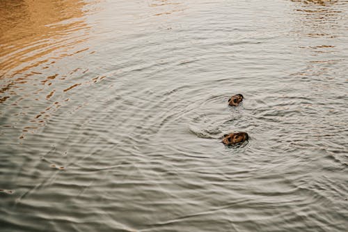 View of Capybaras Swimming in a Body of Water