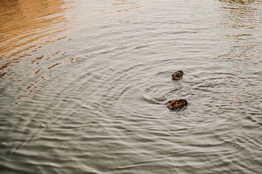 View of Capybaras Swimming in a Body of Water
