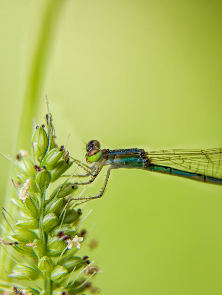 Dragon Fly On Flower