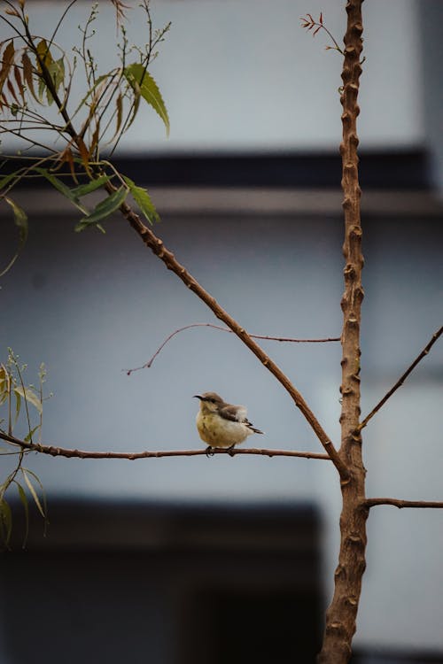 Free stock photo of bird, bird chirping, bird colony