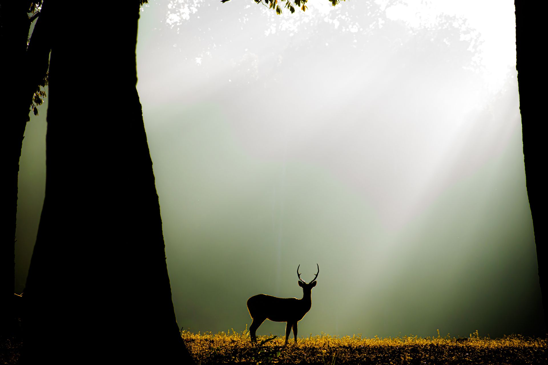 Kanha Meadow Vista