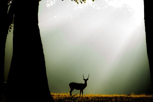 Kanha Meadow Vista