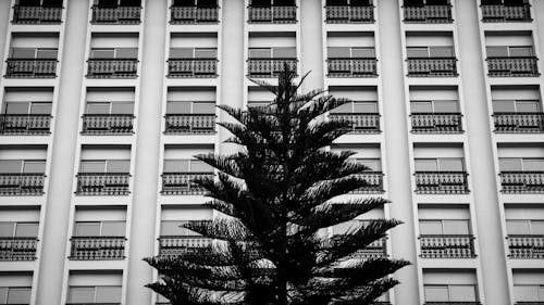 Tree and Building behind