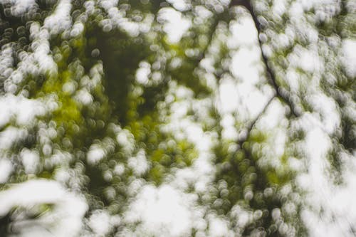 Foto profissional grátis de abstrair, árvores, borrado