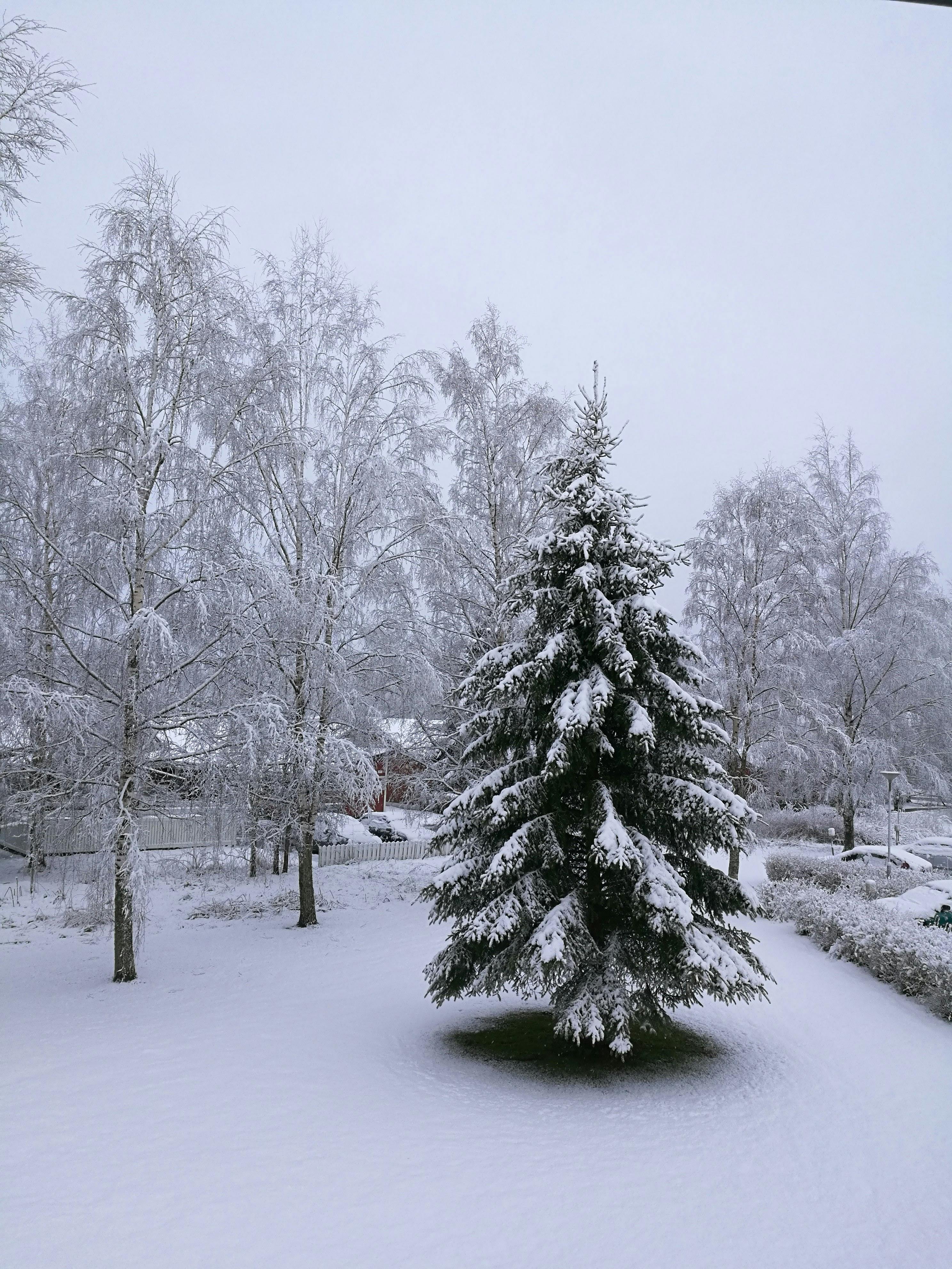 Kostenloses Foto Zum Thema Baum Finnland Winter