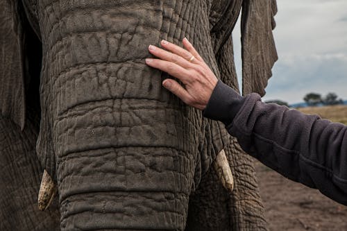 Man in Black Jacket Holding Elephant Under White Sky during Daytime