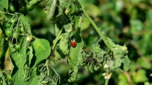 Free Lady bug Stock Photo