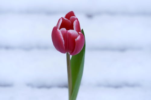 Pink Tulip on a Field in Winter 
