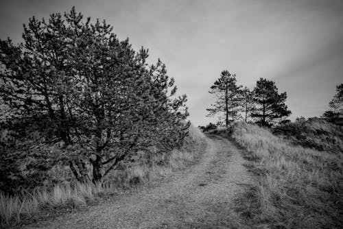 Fotos de stock gratuitas de arboles, blanco y negro, camino de tierra