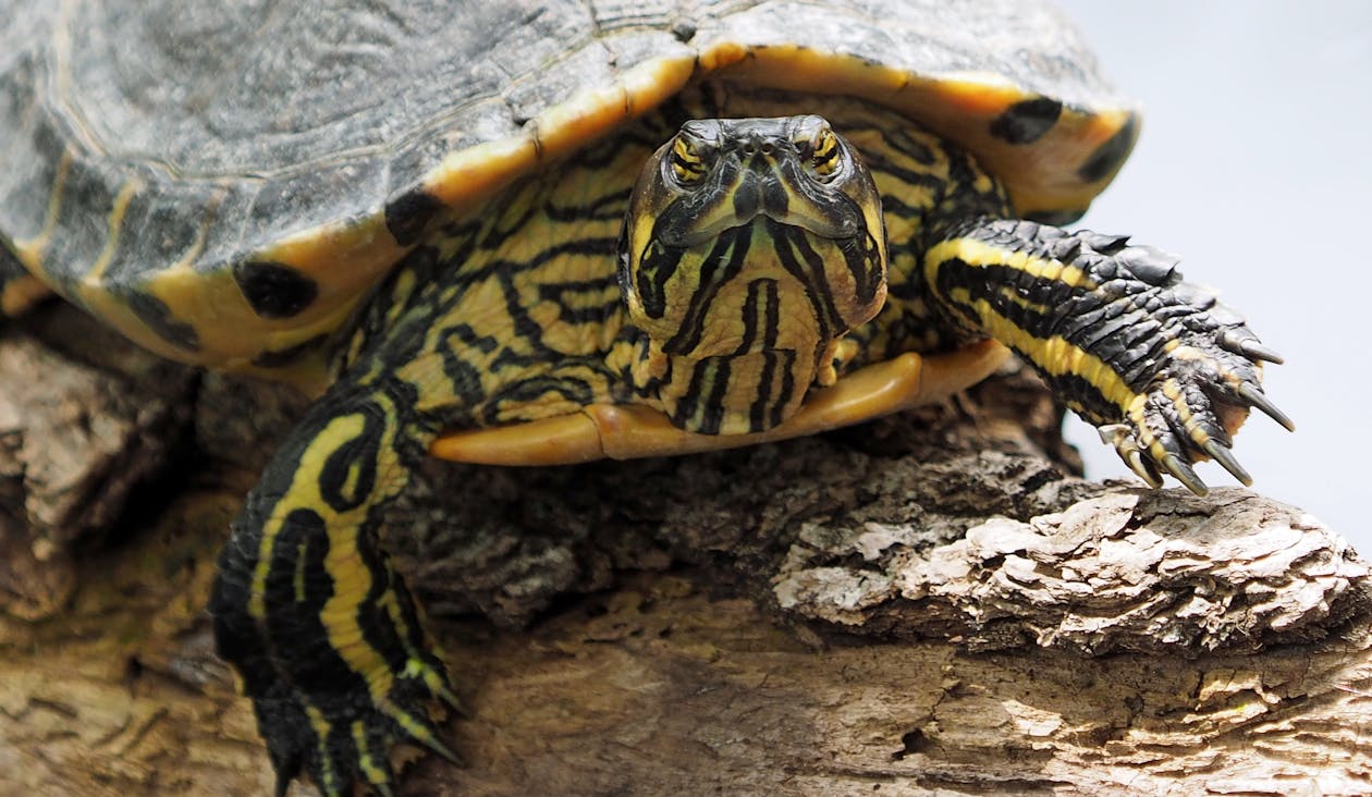 Free Yellow and Black Turtle Stock Photo