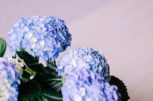 Blue Hydrangea Flowers