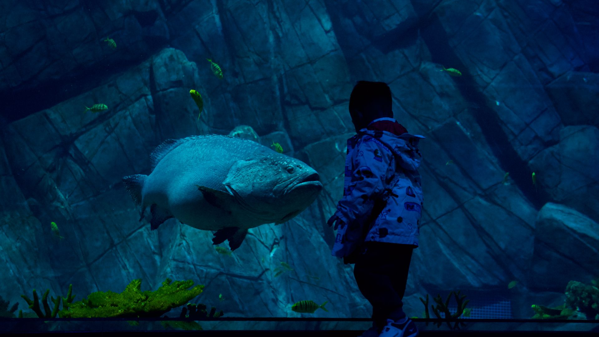 A child in a winter jacket looks at large fish in an aquarium.