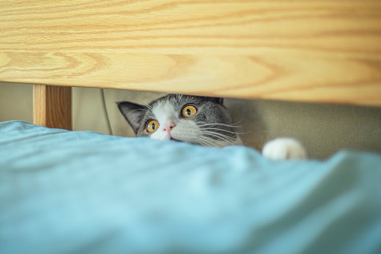 Cute Cat Looking At Bed