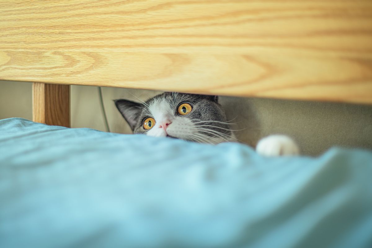 Tabby cat peeking out from under a bed