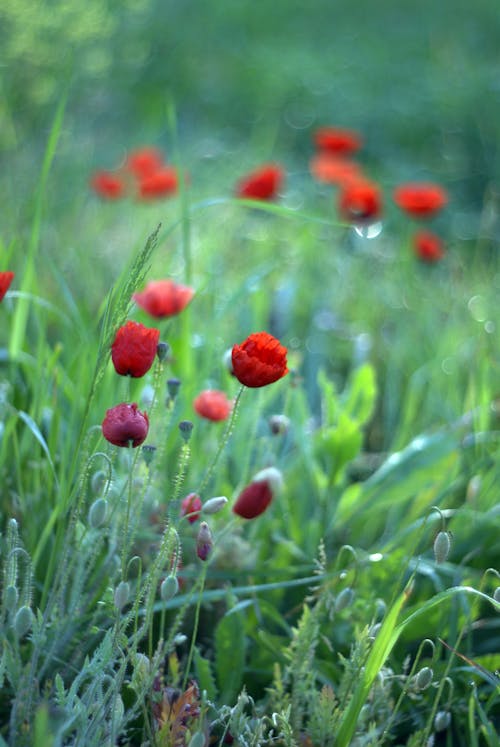 Immagine gratuita di botanica, fiore, impianto