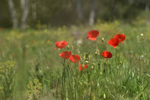 Immagine gratuita di avvicinamento, erba, fiori