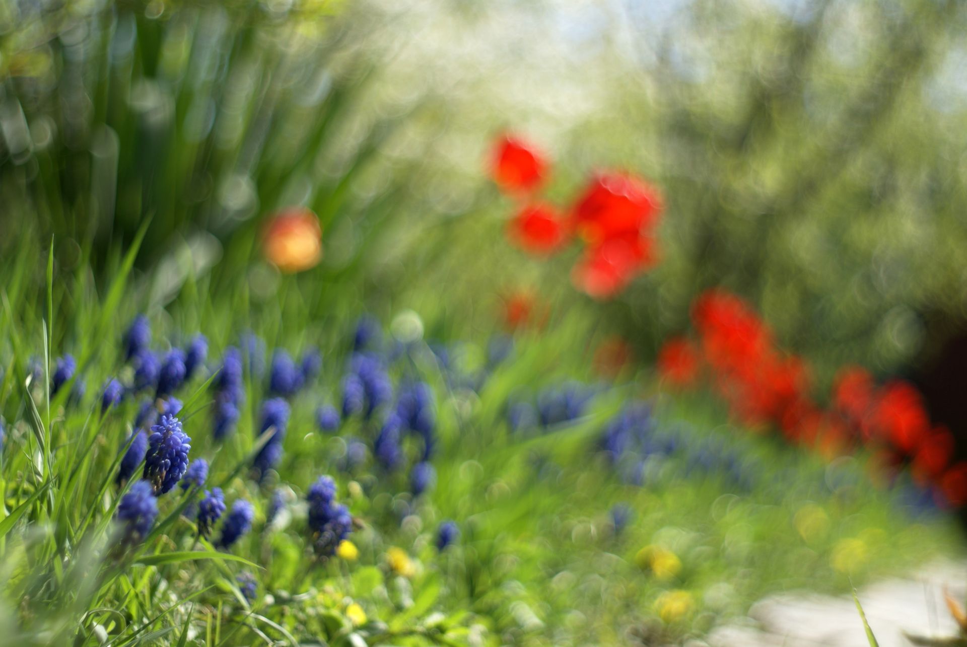 Colorful garden with red and blue flowers in a lush springtime setting.