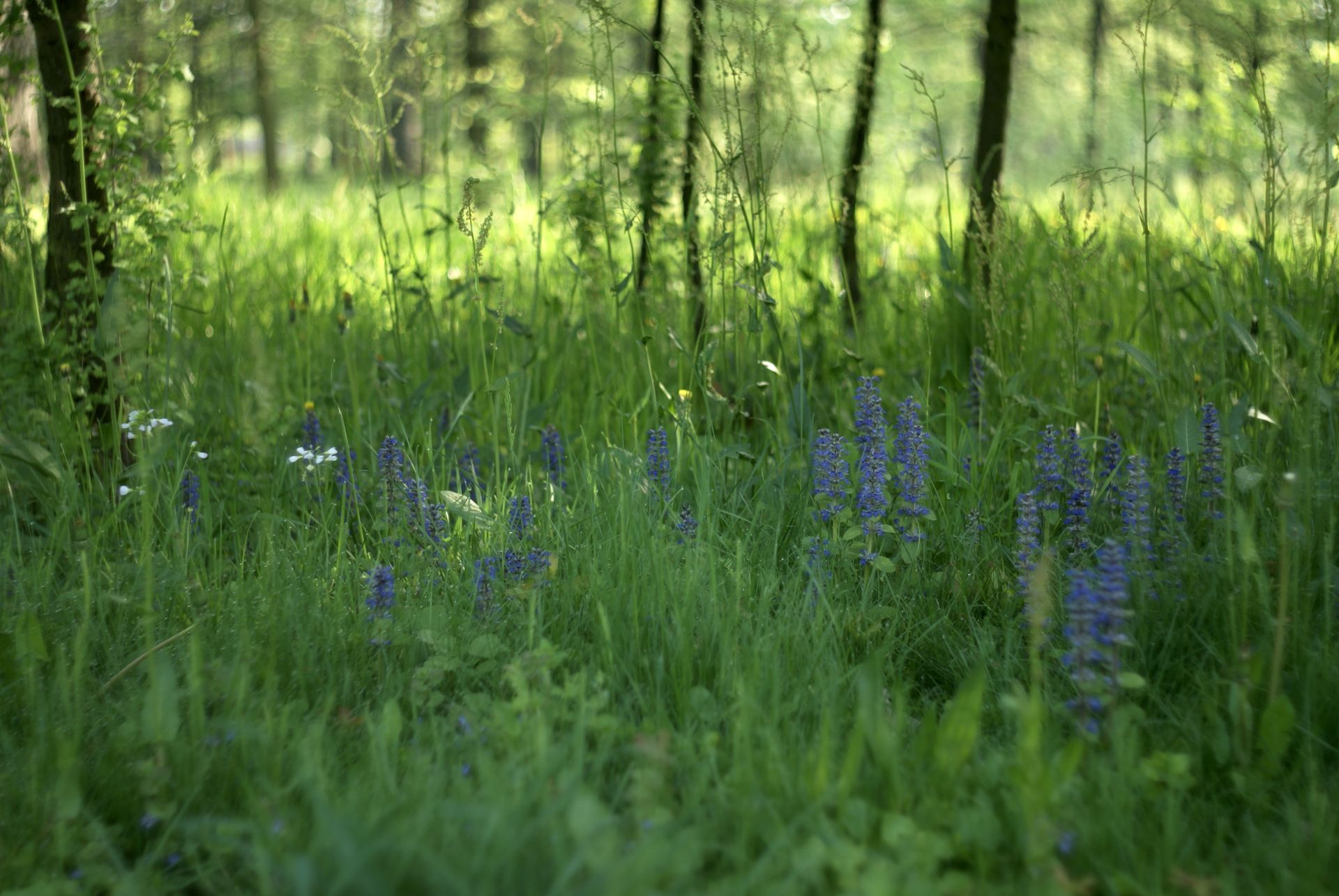 A verdant meadow filled with blue and white wildflowers under a canopy of trees.