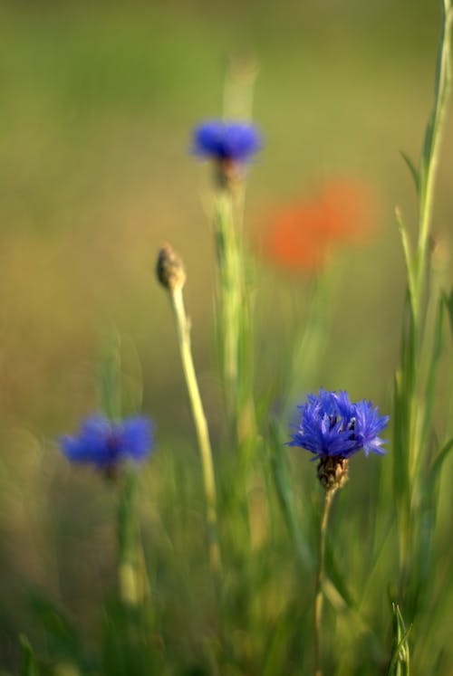Immagine gratuita di botanica, fiore, fiori