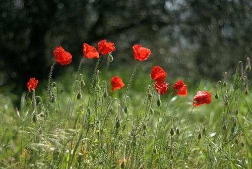 Poppies on Grass
