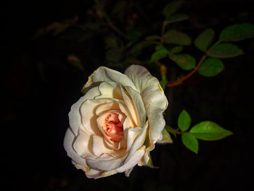 Free white rose in black background Stock Photo