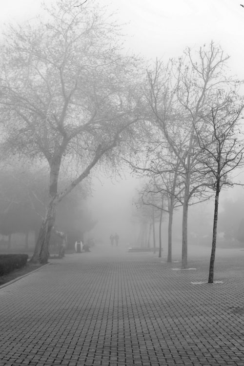 Free Foggy scene of an urban park walkway lined with bare trees, evoking a calm autumn ambiance. Stock Photo