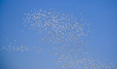 Flock of Birds Flying against Blue Sky 