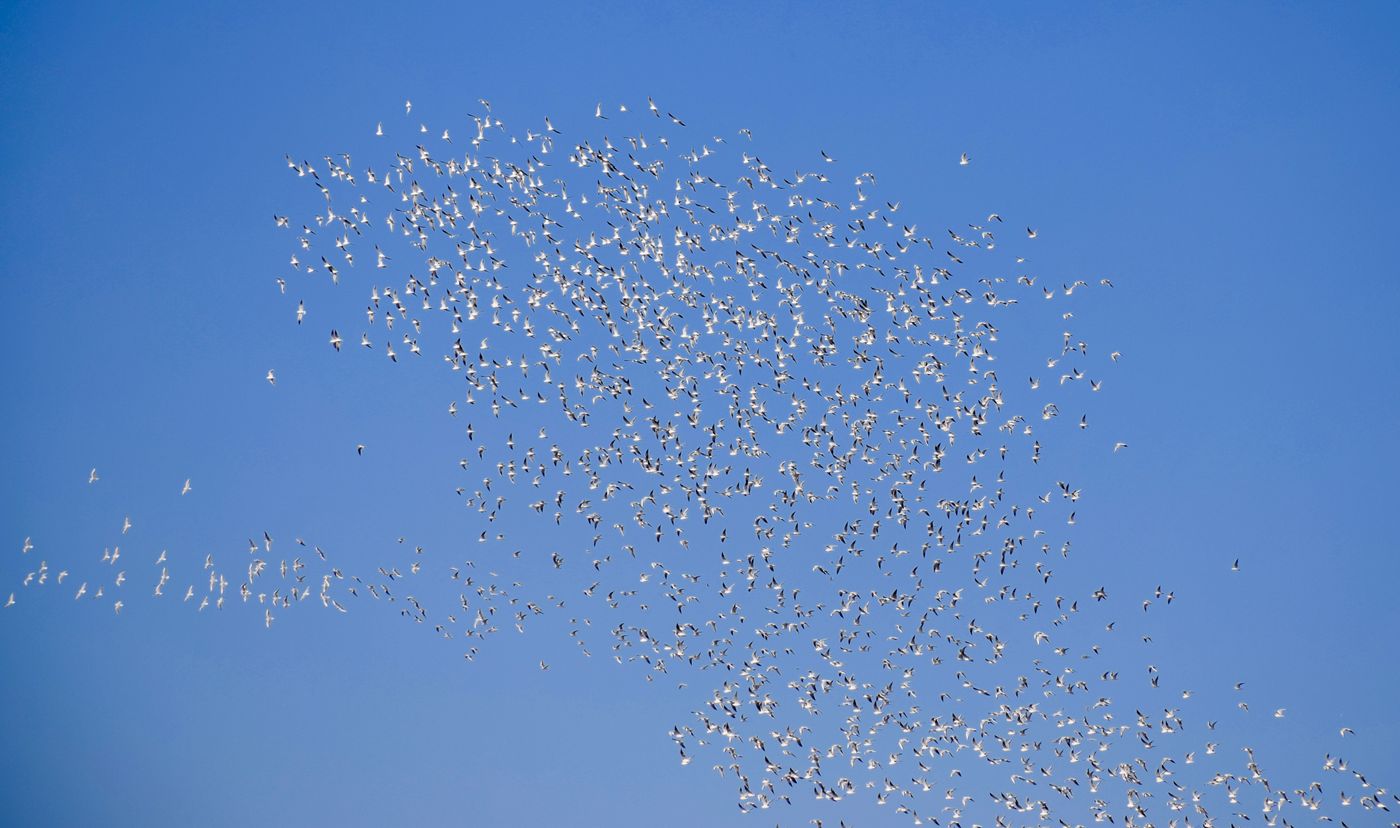 A dense flock of birds turning together against a clear blue sky. Photo by Satyabrata Maiti on Pexels