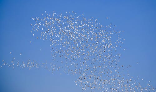 Free Flock of Birds Flying against Blue Sky  Stock Photo