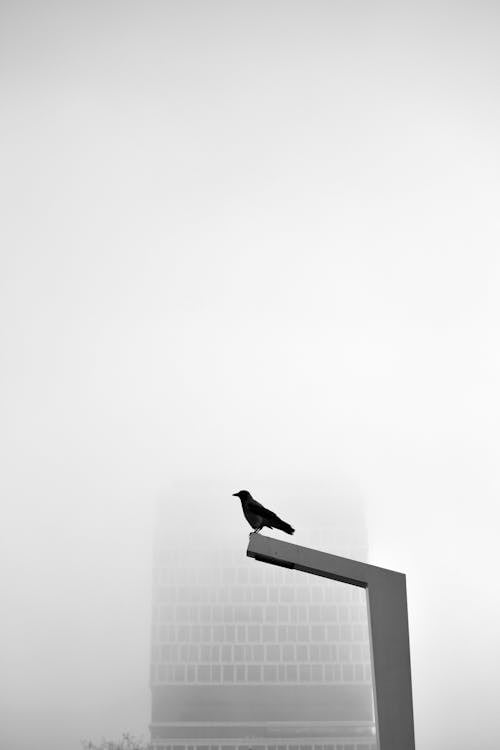 View of a Raven Sitting on Top of a Streetlamp in City 