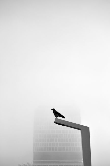 Black bird perched on a streetlamp in a foggy cityscape with skyscrapers.