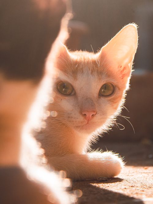 Free Charming ginger cat basking in warm sunlight, captured in soft focus. Stock Photo